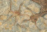 Wide Slab Of Fossil Starfish, Brittlestars, Crinoids & Corals #234591-5